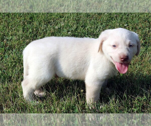 Medium Photo #8 Labrador Retriever Puppy For Sale in ALL HEALING SPRINGS, NC, USA
