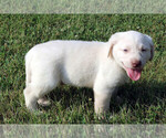 Small Photo #8 Labrador Retriever Puppy For Sale in ALL HEALING SPRINGS, NC, USA