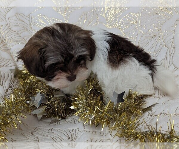 Medium Photo #5 Havanese Puppy For Sale in POST FALLS, ID, USA