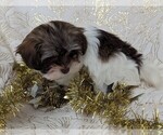 Small #4 Havanese