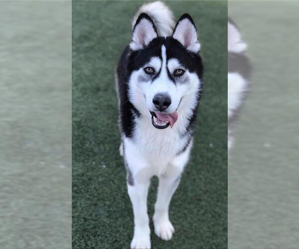 Medium Photo #1 Siberian Husky Puppy For Sale in Camarillo, CA, USA