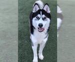 OREO - Male Siberian Husky Dog for Adoption - Small photo