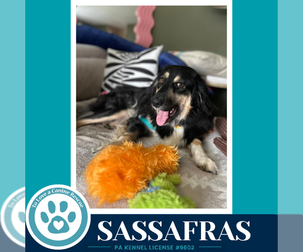 Medium Photo #3 English Shepherd Puppy For Sale in Kimberton, PA, USA