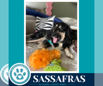 Small #2 English Shepherd