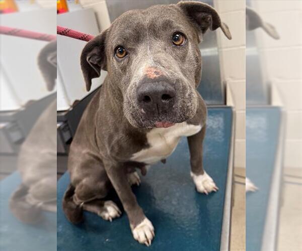 Medium Photo #1 American Bulldog-Unknown Mix Puppy For Sale in Mobile, AL, USA