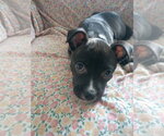 Small #5 Mutt