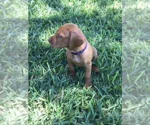 Vizsla Puppy for sale in SANDIA, TX, USA