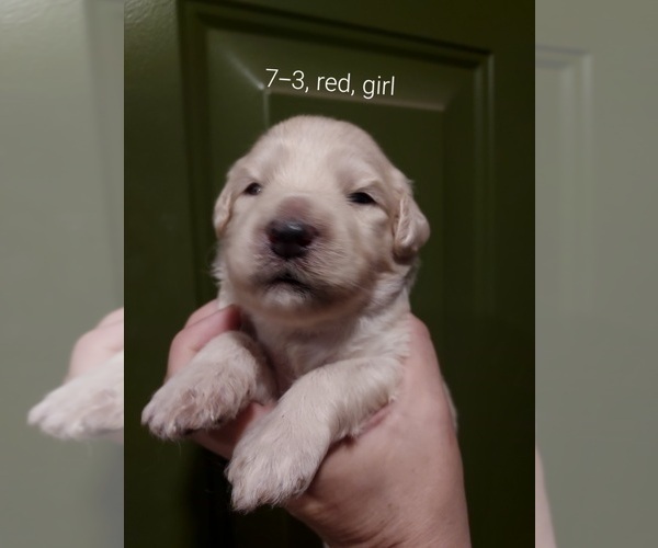 Medium Photo #65 Bordoodle Puppy For Sale in COPPERAS COVE, TX, USA