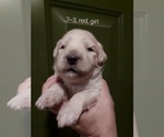 Small Photo #65 Bordoodle Puppy For Sale in COPPERAS COVE, TX, USA