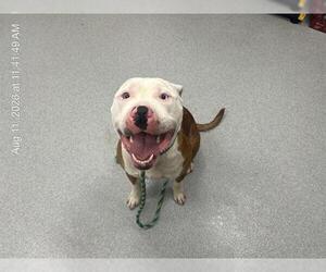 American Staffordshire Terrier-Unknown Mix Dogs for adoption in Ocala, FL, USA