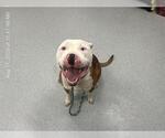 Small American Staffordshire Terrier Mix