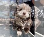 Small #1 Lhasa Apso-Poodle (Standard) Mix