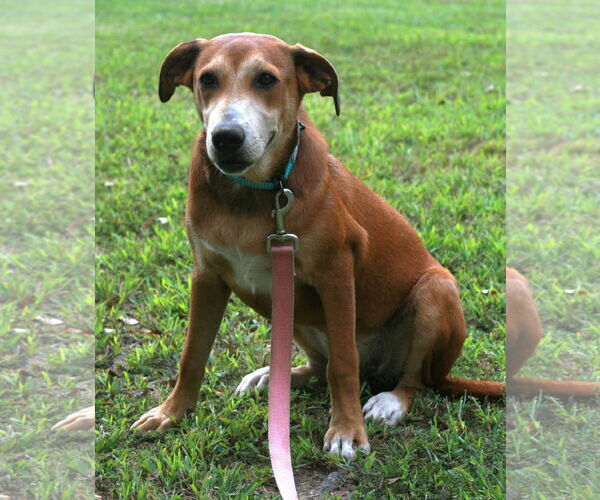 Medium Photo #9 Labrador Retriever-Unknown Mix Puppy For Sale in Attalka, AL, USA