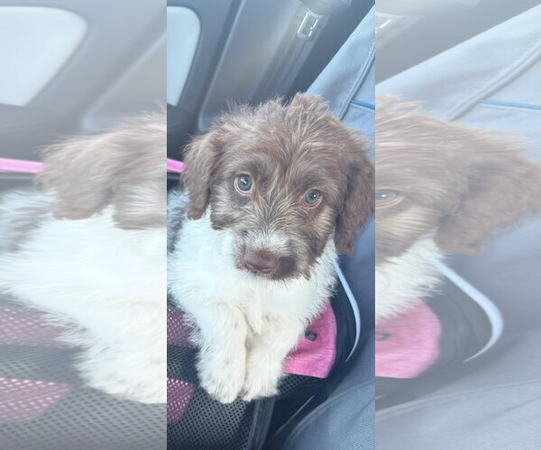 Medium Photo #3 Poodle (Standard)-Unknown Mix Puppy For Sale in Pacolet, SC, USA