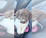 Small #2 Poodle (Standard) Mix
