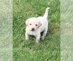 Small Photo #3 Labrador Retriever Puppy For Sale in JOPLIN, MO, USA