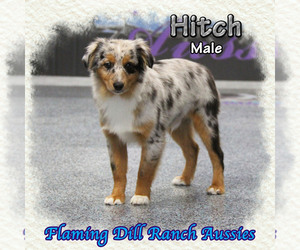 Miniature Australian Shepherd Puppy for sale in FORESTBURG, TX, USA