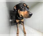 Small Rottweiler