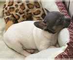 Small Photo #4 Rat Terrier Puppy For Sale in WHITAKERS, NC, USA