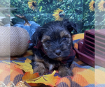 Small #4 Shorkie Tzu