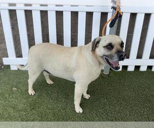 Mutt Dogs for adoption in Modesto, CA, USA