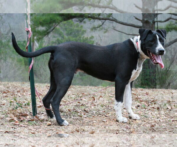 Medium Photo #6 Great Dane-Pointer Mix Puppy For Sale in Attalka, AL, USA