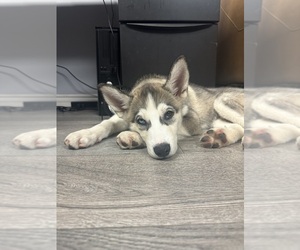 Siberian Husky Puppy for sale in WHITTIER, CA, USA