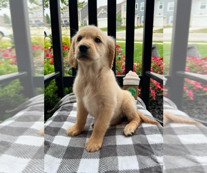 Golden Retriever Puppy for sale in INDIANAPOLIS, IN, USA