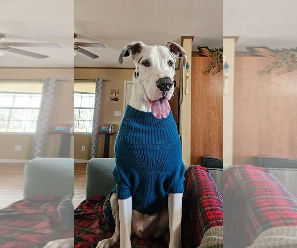 Medium Photo #4 Great Dane Puppy For Sale in Bullard, TX, USA