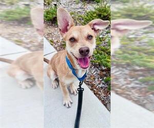 Mutt Dogs for adoption in Chula Vista, CA, USA