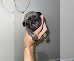 Small Photo #9 Pug Puppy For Sale in FALMOUTH, VA, USA