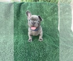 Puppy Gordo French Bulldog