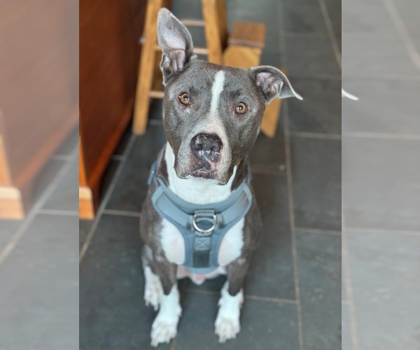 Medium Photo #2 American Pit Bull Terrier-American Staffordshire Terrier Mix Puppy For Sale in Caribou, ME, USA