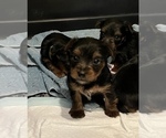 Small Photo #8 Yorkshire Terrier Puppy For Sale in OLATHE, KS, USA