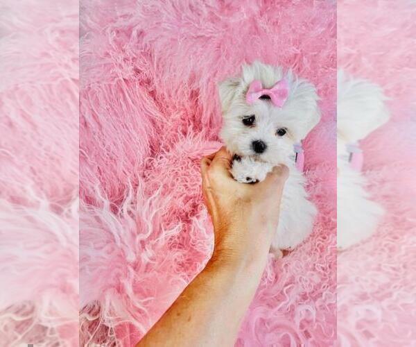 Medium Photo #2 Maltese Puppy For Sale in BOSTON, MA, USA