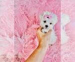Small #1 Maltese