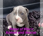 Small Photo #10 American Pit Bull Terrier Puppy For Sale in DELAWARE, OH, USA
