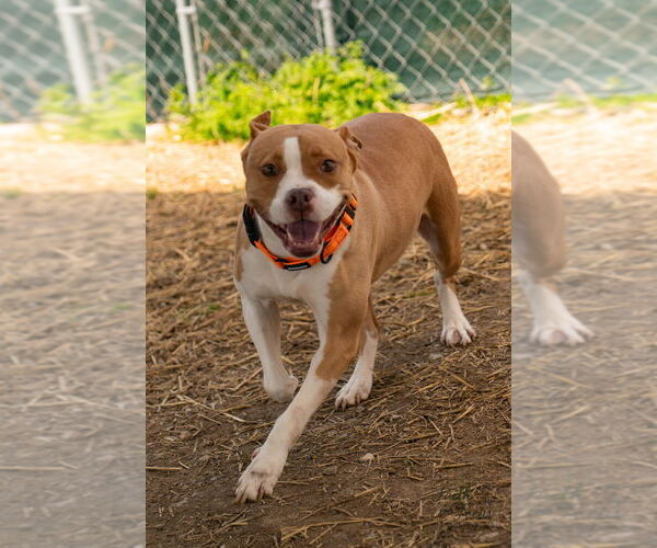 Medium Photo #8 Boxer-Unknown Mix Puppy For Sale in Evansville, IN, USA