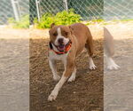 Small #7 Boxer Mix