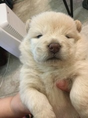 Chow Chow Puppy for sale in SPRING, TX, USA