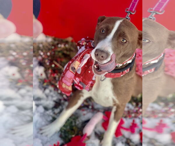 Medium Photo #5 Collie-Unknown Mix Puppy For Sale in Mount Laurel, NJ, USA