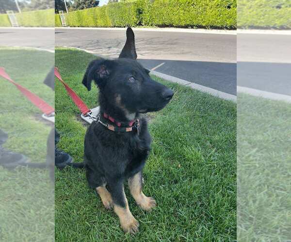 Medium Photo #2 German Shepherd Dog Puppy For Sale in Cupertino, CA, USA