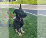 Small #1 German Shepherd Dog