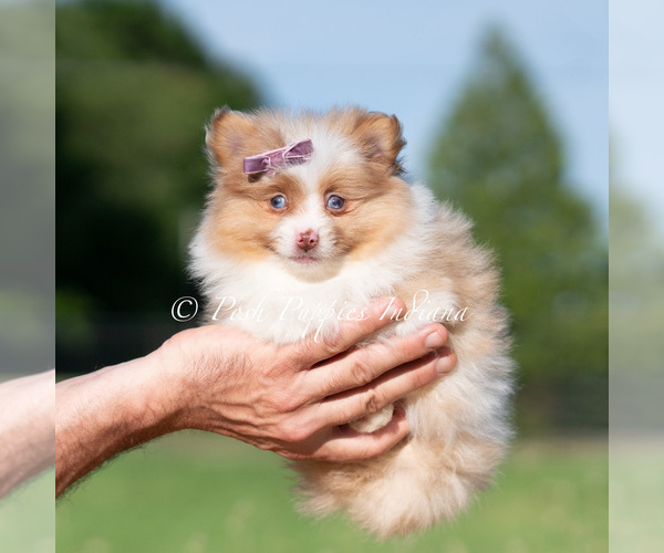 Medium Photo #7 Pomeranian Puppy For Sale in WARSAW, IN, USA