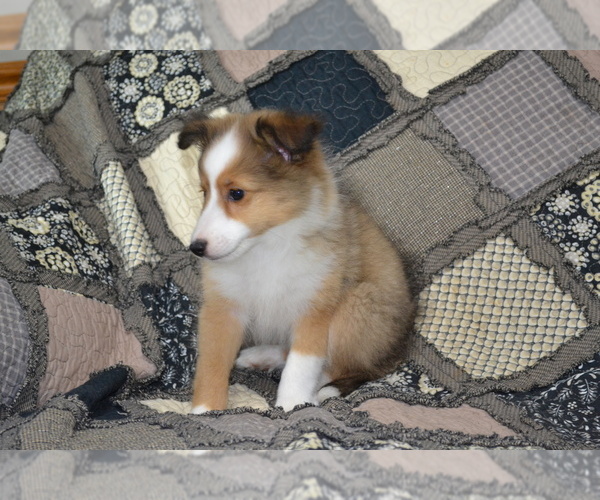 Medium Photo #18 Shetland Sheepdog Puppy For Sale in GREENWOOD, WI, USA