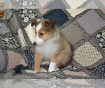 Puppy Sami Shetland Sheepdog