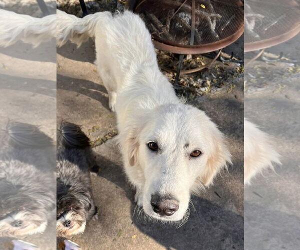 Medium Photo #9 Great Pyrenees Puppy For Sale in Dallas, TX, USA