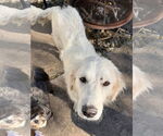 Small #8 Great Pyrenees