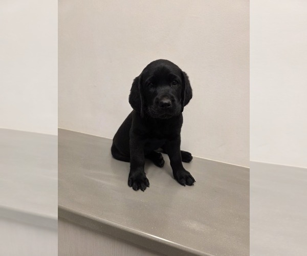 Medium Photo #2 Labrador Retriever Puppy For Sale in TAMPA, FL, USA
