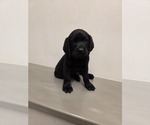 Small #1 Labrador Retriever